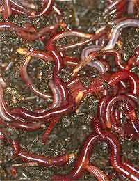 фотография красного калифорнийского червя
